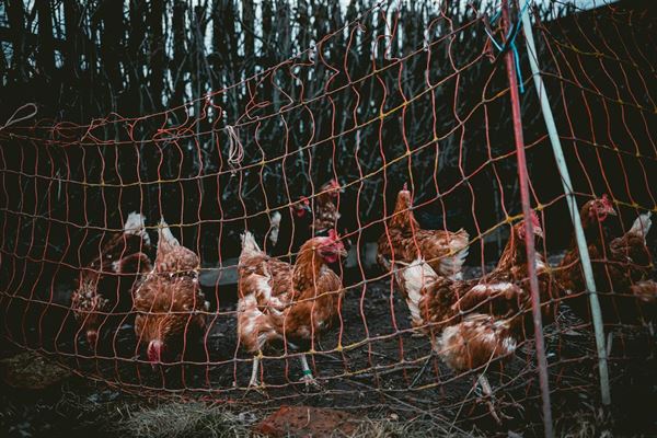 Hønsenet - en guide til anvendelse og fordele